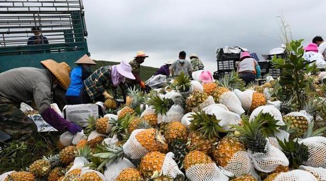 傳送帶廠家：國臺辦回應暫停進口臺灣菠蘿是怎么回事